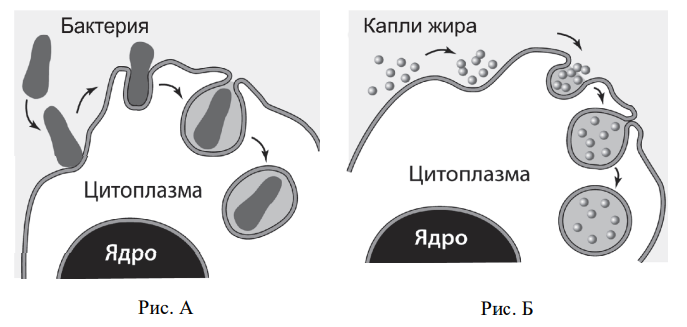 Демонстрационный по биологии