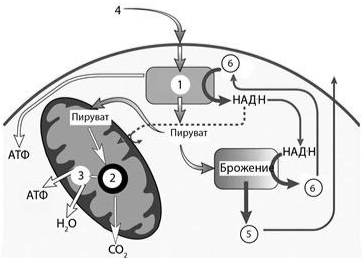 Вариант 3