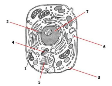 Вариант 7