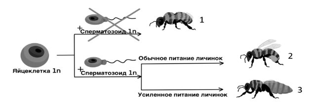 Вариант 8