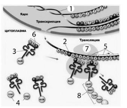 Вариант 10