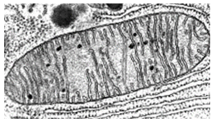 Вариант 11