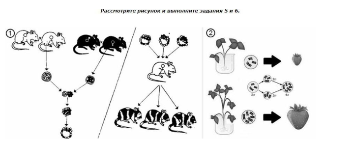 Вариант 12