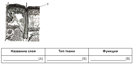 Вариант 25