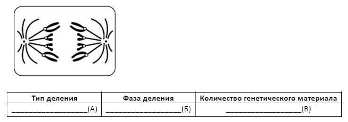 Вариант 26