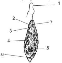 Вариант 29