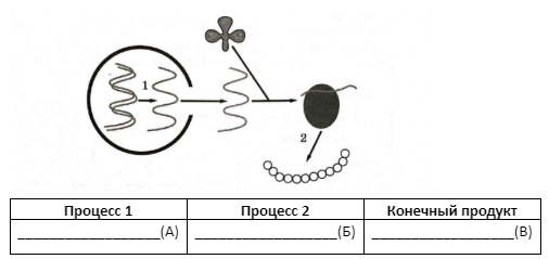 Вариант 29