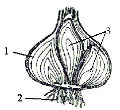 Вариант 8