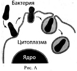 Вариант 11